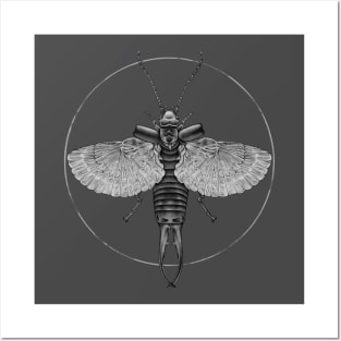 Earwig B&W Posters and Art